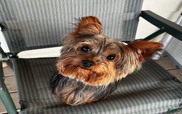 Yorkshire Terrier dogs for sale: Yankee - Image 3