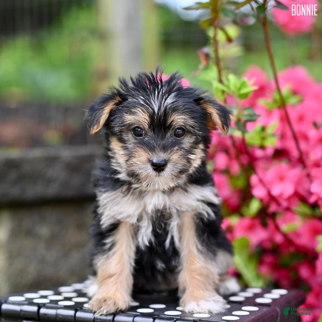 Morkie dogs for sale: Bonnie - Image 7