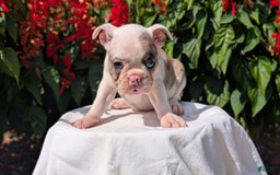 Frenchton dogs for sale: Noelle - Image 6