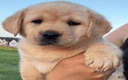 Labrador Retriever dogs for sale: Daisy - Image 3