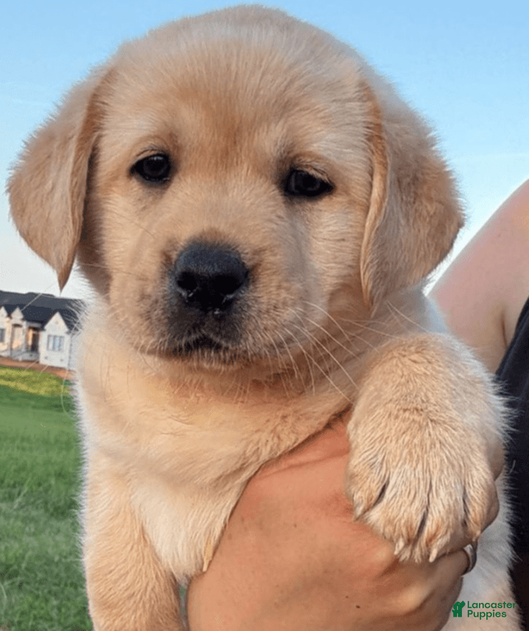 Labrador Retriever dogs for sale: Daisy - Image 3