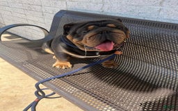 English Bulldog dogs for sale: Prince - Image 12