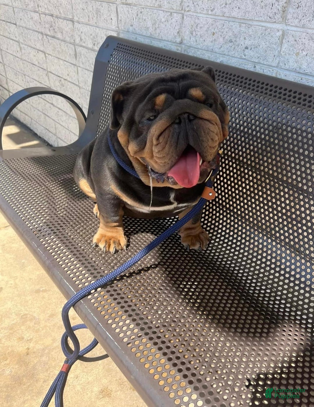 English Bulldog dogs for sale: Prince - Image 12
