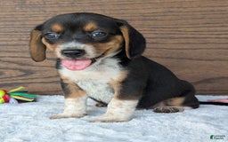 Beagle dogs for sale: Molly - Image 11