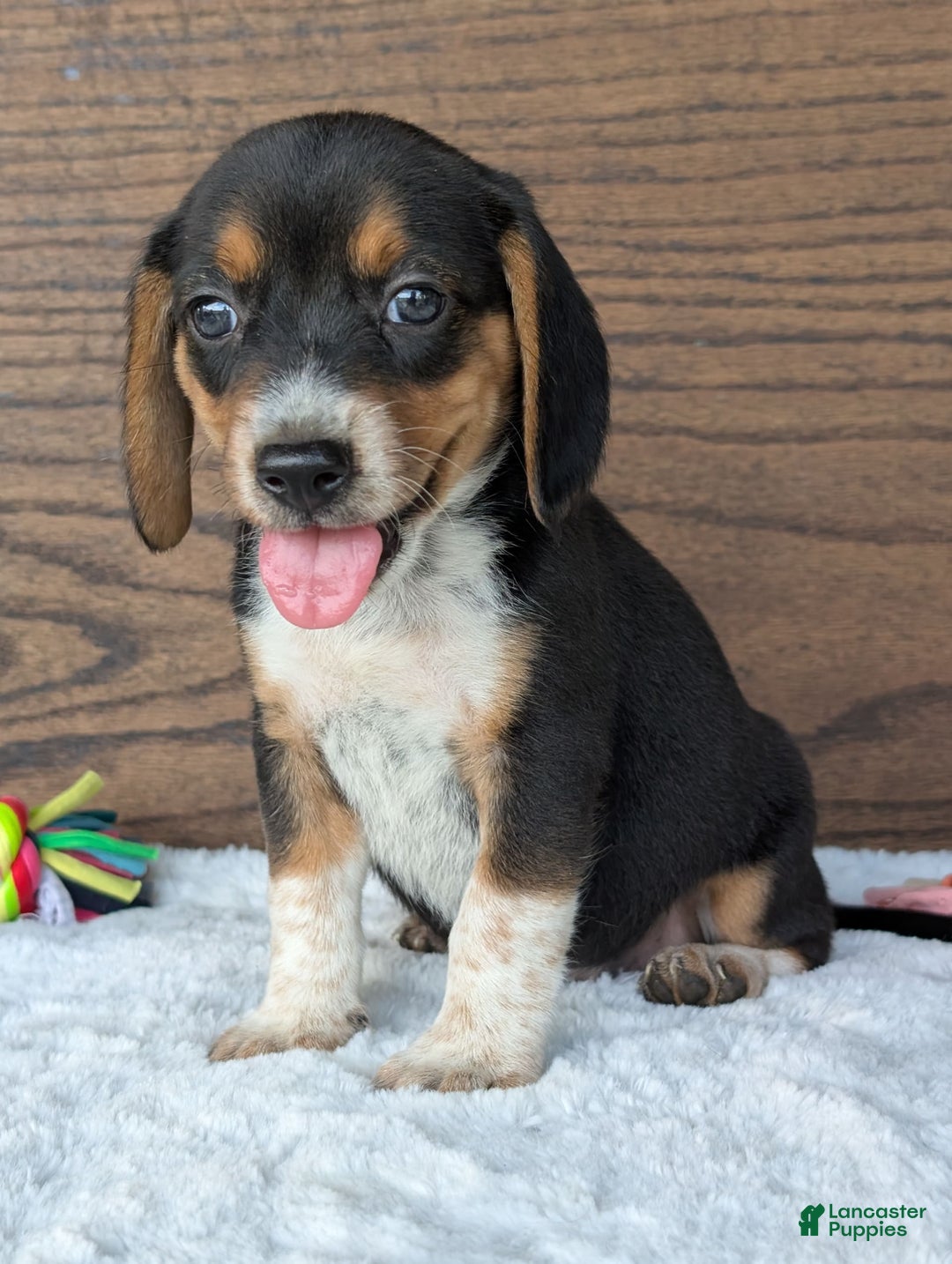 Beagle dogs for sale: Molly - Image 11