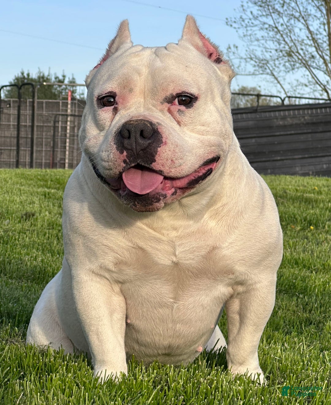 American Bully dogs for sale: Bunny - Image 1
