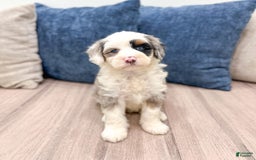 Mini Bernedoodle dogs for sale: Diamond - Blue Eyes - Image 3