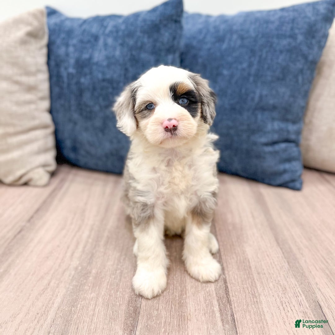 Mini Bernedoodle dogs for sale: Diamond - Blue Eyes - Image 3