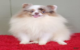 Pomeranian dogs for sale: Marley - Image 7