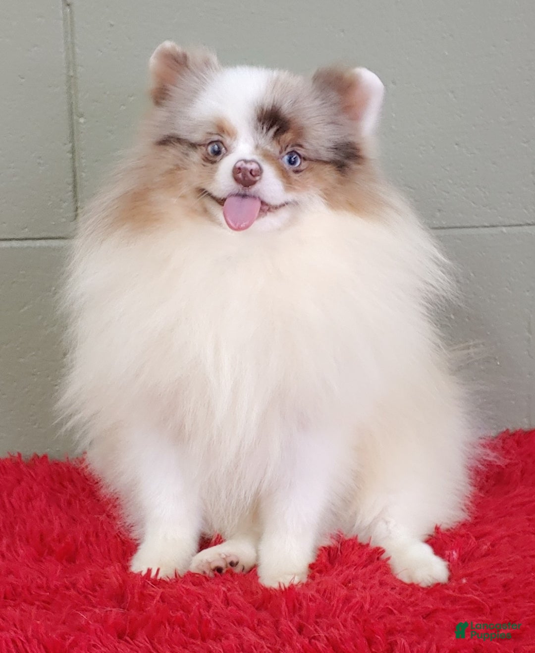 Pomeranian dogs for sale: Marley - Image 7