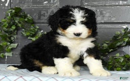 Bernedoodle dogs for sale: Doran - Image 5