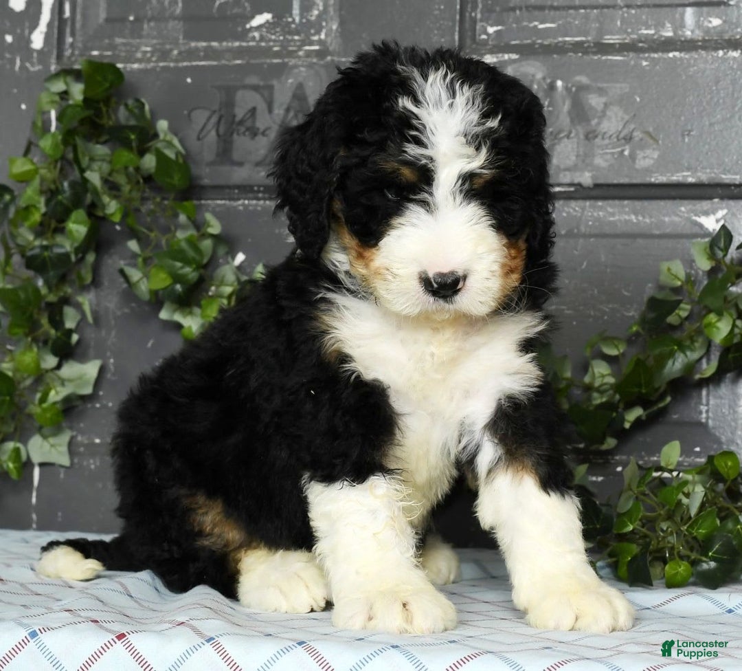 Bernedoodle dogs for sale: Doran - Image 5