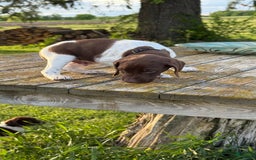 German Shorthaired Pointer dogs for sale: Remmy - Image 2