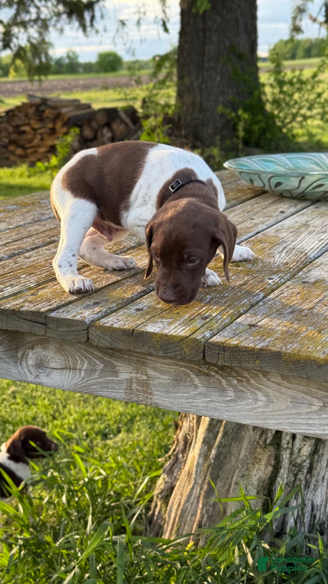 German Shorthaired Pointer dogs for sale: Remmy - Image 2