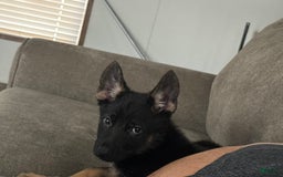 German Shepherd dogs for sale: Juliet - Image 5