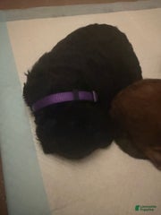Purple Collar Girl