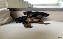 Yorkshire Terrier dogs for sale: Nala - Image 1