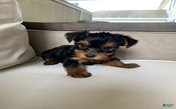 Yorkshire Terrier dogs for sale - Ad 2