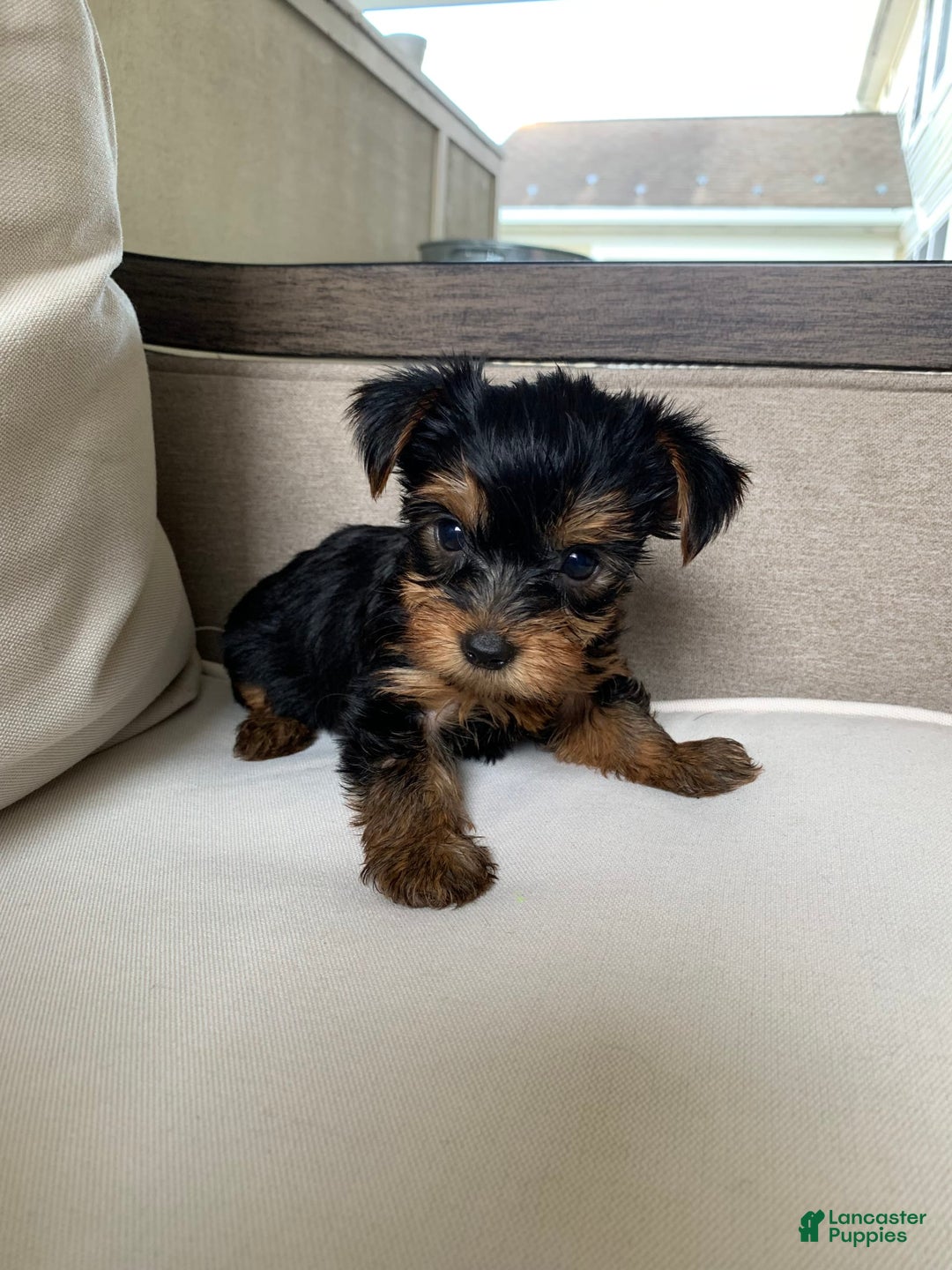 Yorkshire Terrier dogs for sale: Nala - Image 1