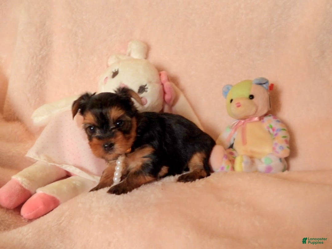 Yorkshire Terrier dogs for sale: Cc - Image 30