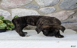 English Mastiff dogs for sale: Blossom - Image 2