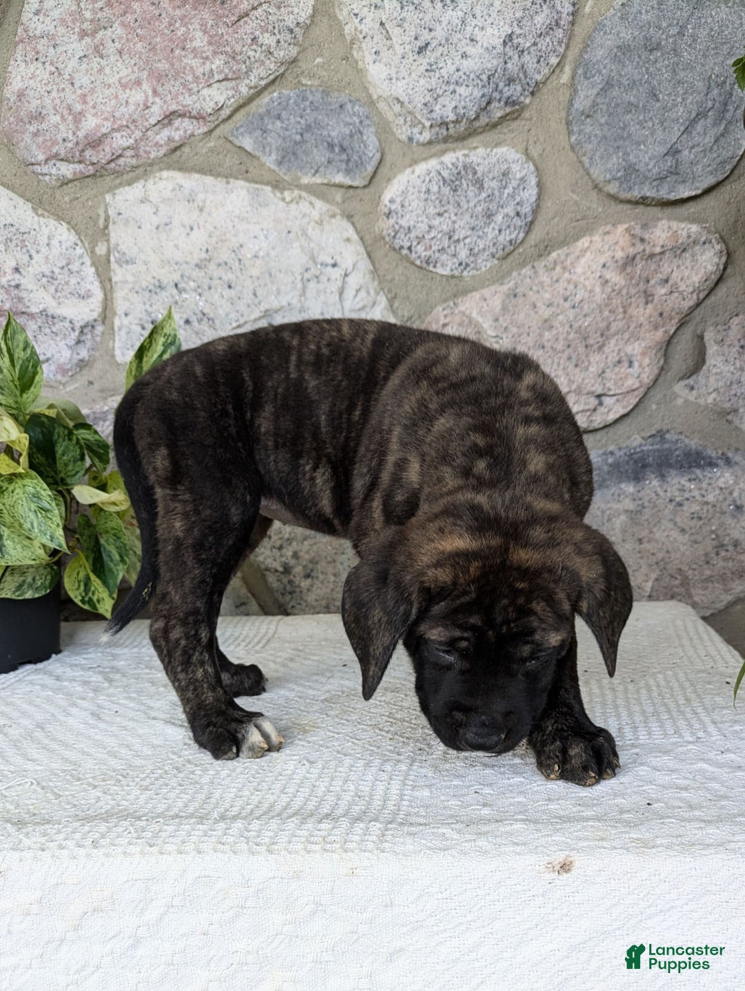 English Mastiff dogs for sale: Blossom - Image 2