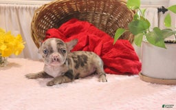 French Bulldog dogs for sale: Allison - Image 11