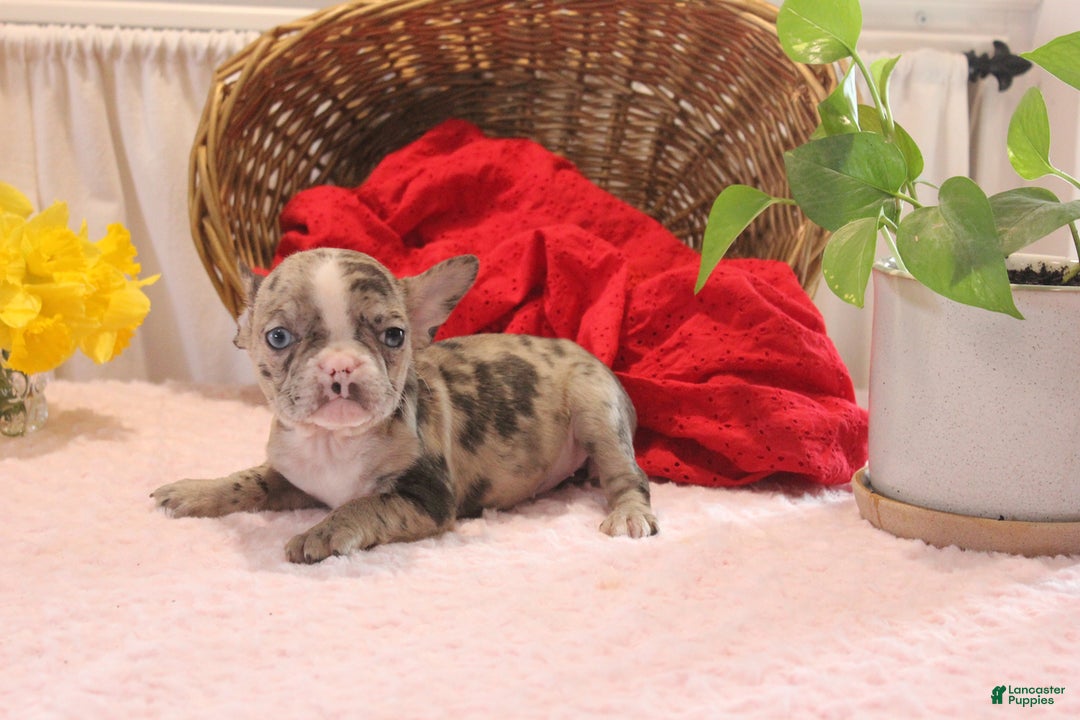 French Bulldog dogs for sale: Allison - Image 11