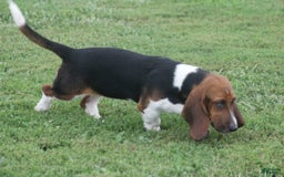 Basset Hound dogs for sale: FAY - Image 10