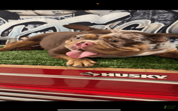 American Bully dogs for sale: Sass - Image 2