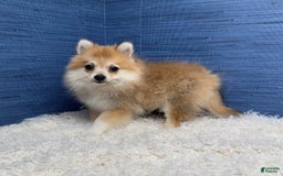 Pomeranian dogs for sale: Taryn - Image 11