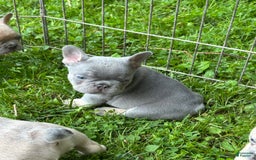 French Bulldog dogs for sale: Waylen - Image 3