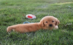 Golden Retriever dogs for sale: Golden Retriever 8 puppies - Image 31
