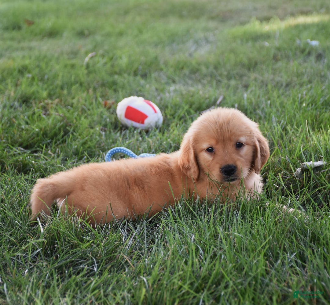 Golden Retriever dogs for sale: Golden Retriever 8 puppies - Image 31