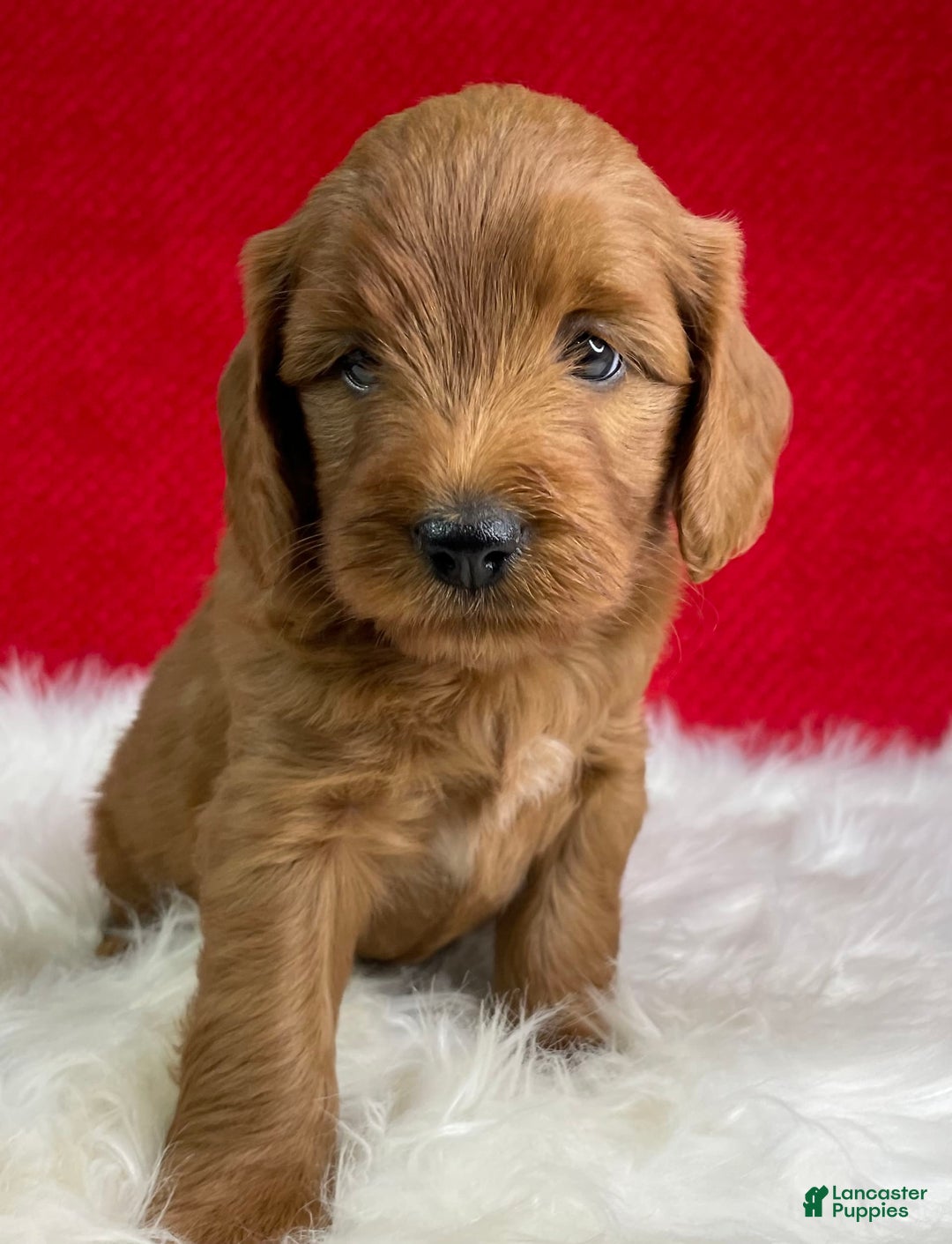 Mini Goldendoodle dogs for sale: Ollie - Image 5