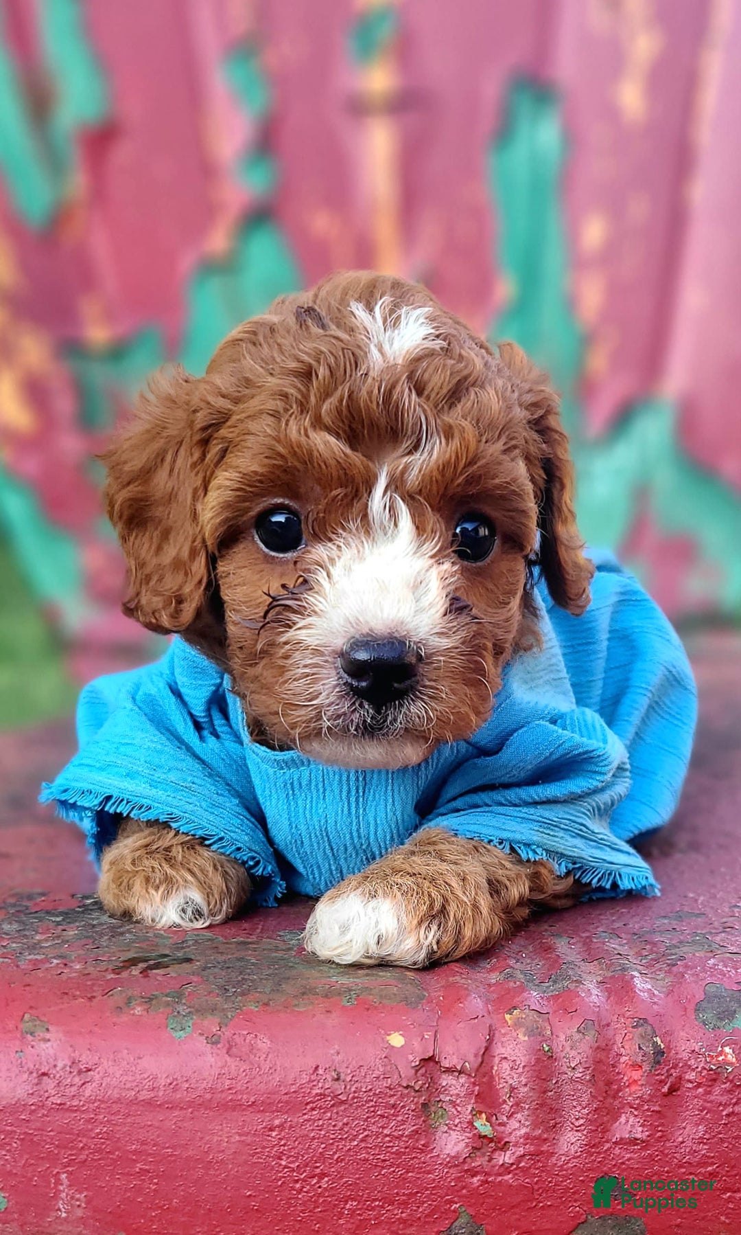Cavapoo dogs for sale: Freedom - Image 5