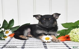 German Shepherd dogs for sale: Tina - Image 3