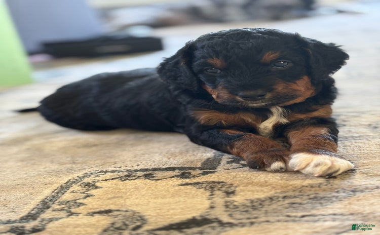Aussiedoodle dogs - Advert 10