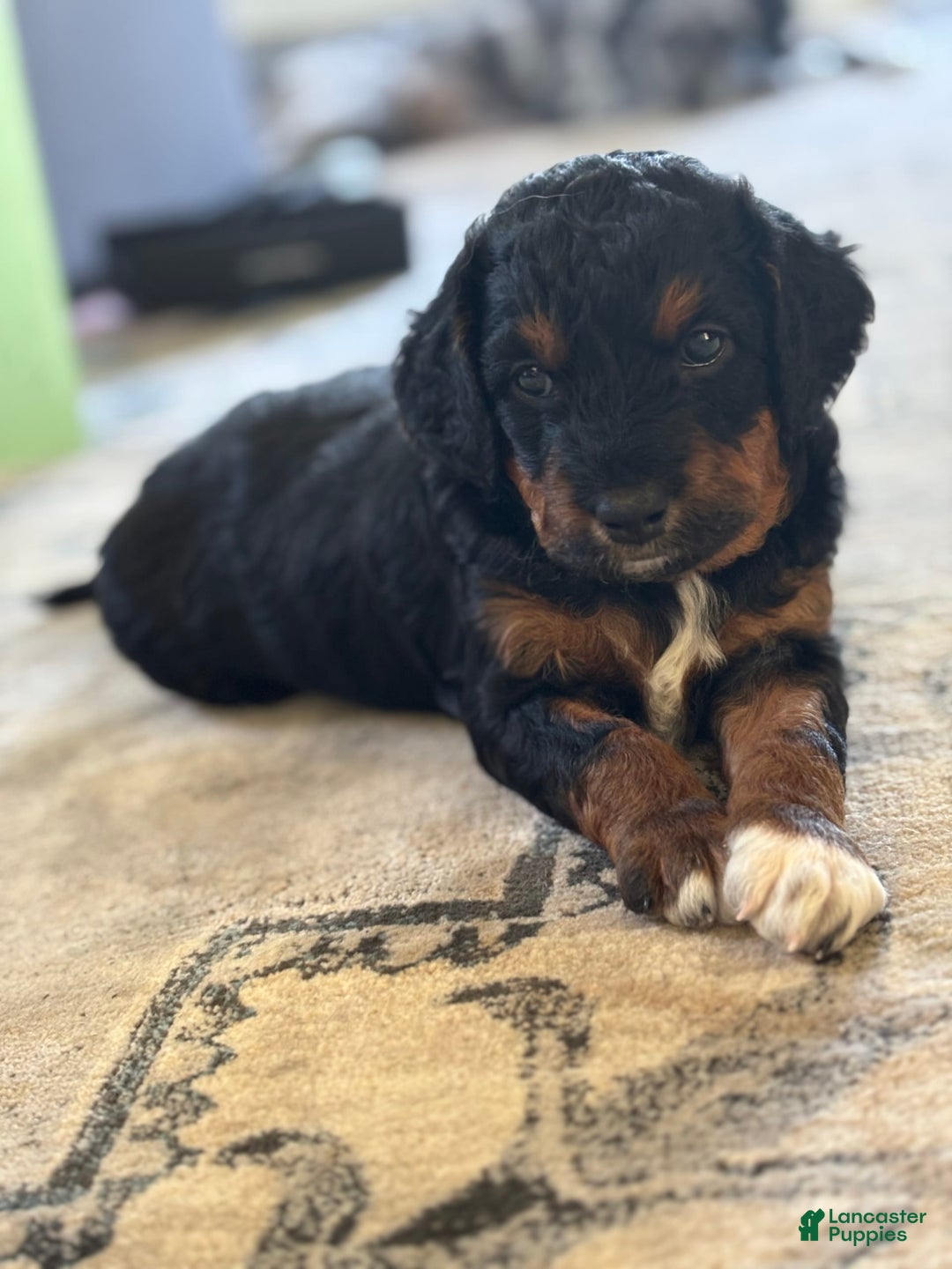 Aussiedoodle dogs for sale: Enola - Listing for pets: Enola - Image 1
