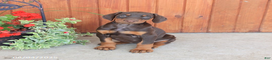 Dolly