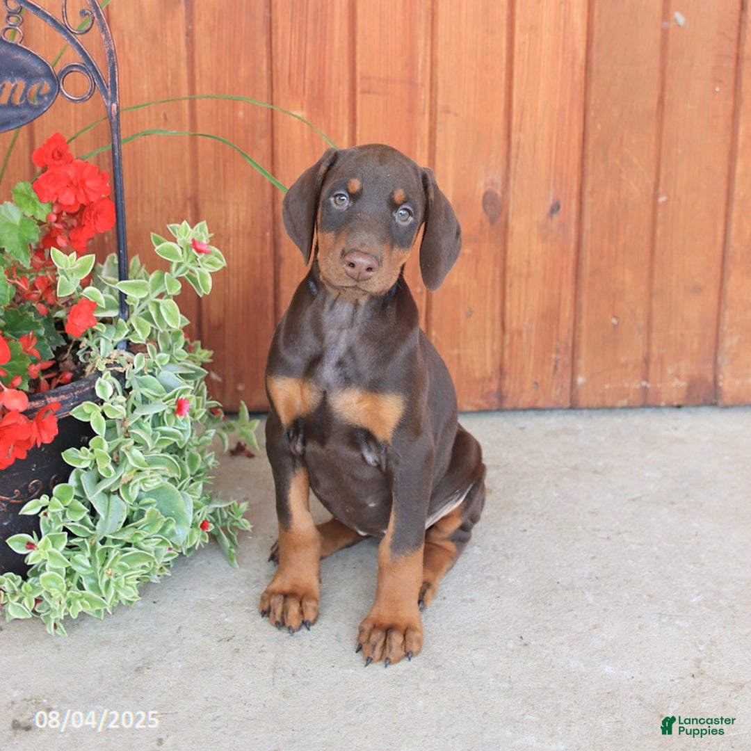 Doberman Pinscher dogs for sale: Dolly - Image 1