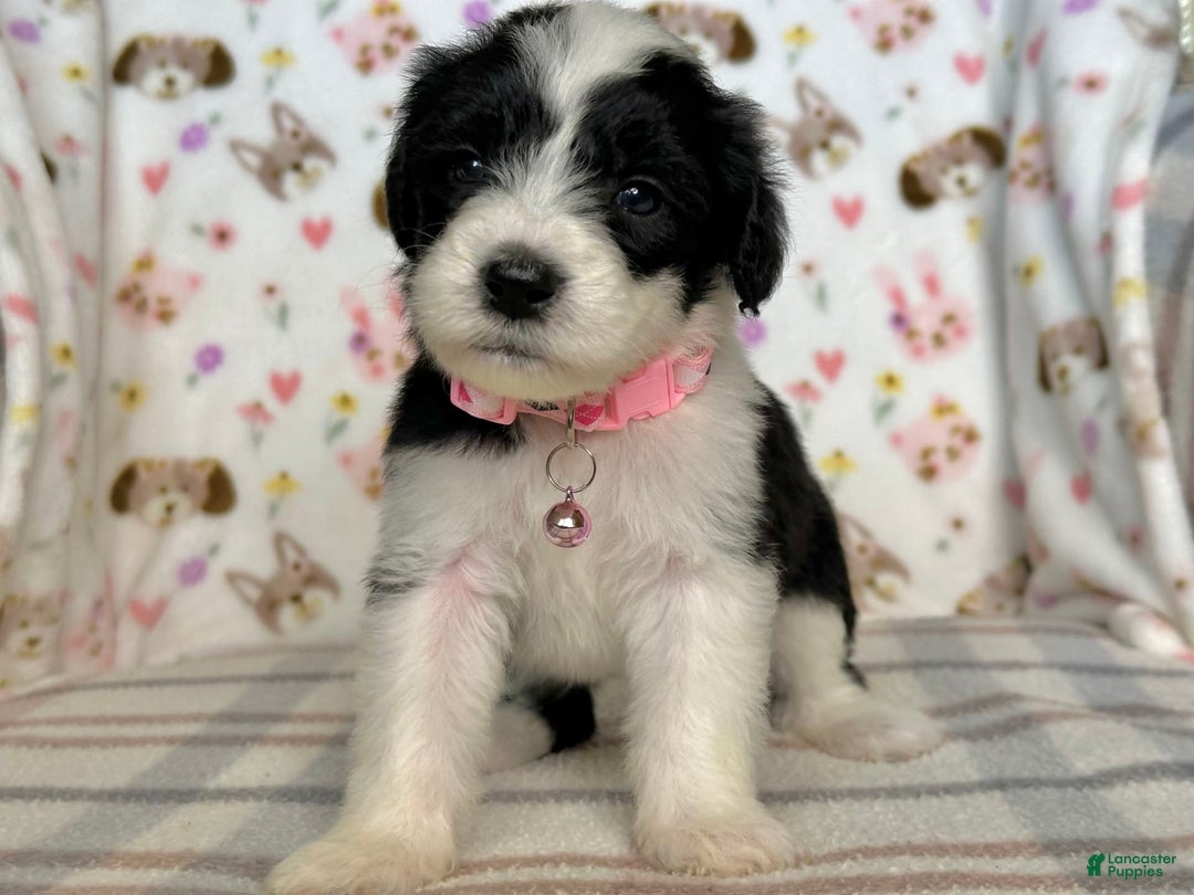 Sheepadoodle dogs for sale: Wilma - Image 12