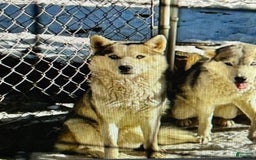 Siberian Husky dogs for sale: Starlight - Image 4