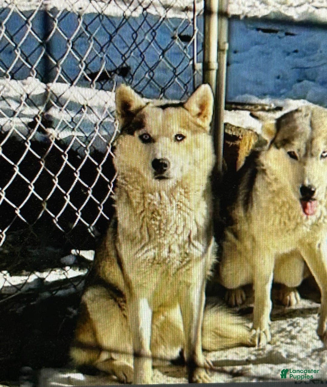 Siberian Husky dogs for sale: Starlight - Image 4