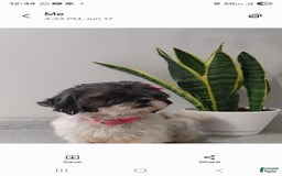 Shih Tzu dogs for sale: Tiny Tiff ❤️ - Image 36