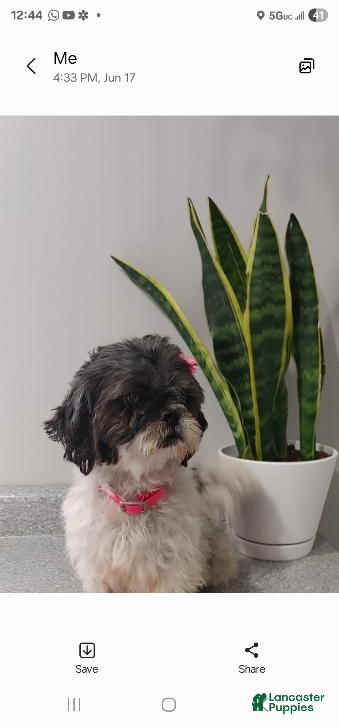 Shih Tzu dogs for sale: Tiny Tiff ❤️ - Image 36