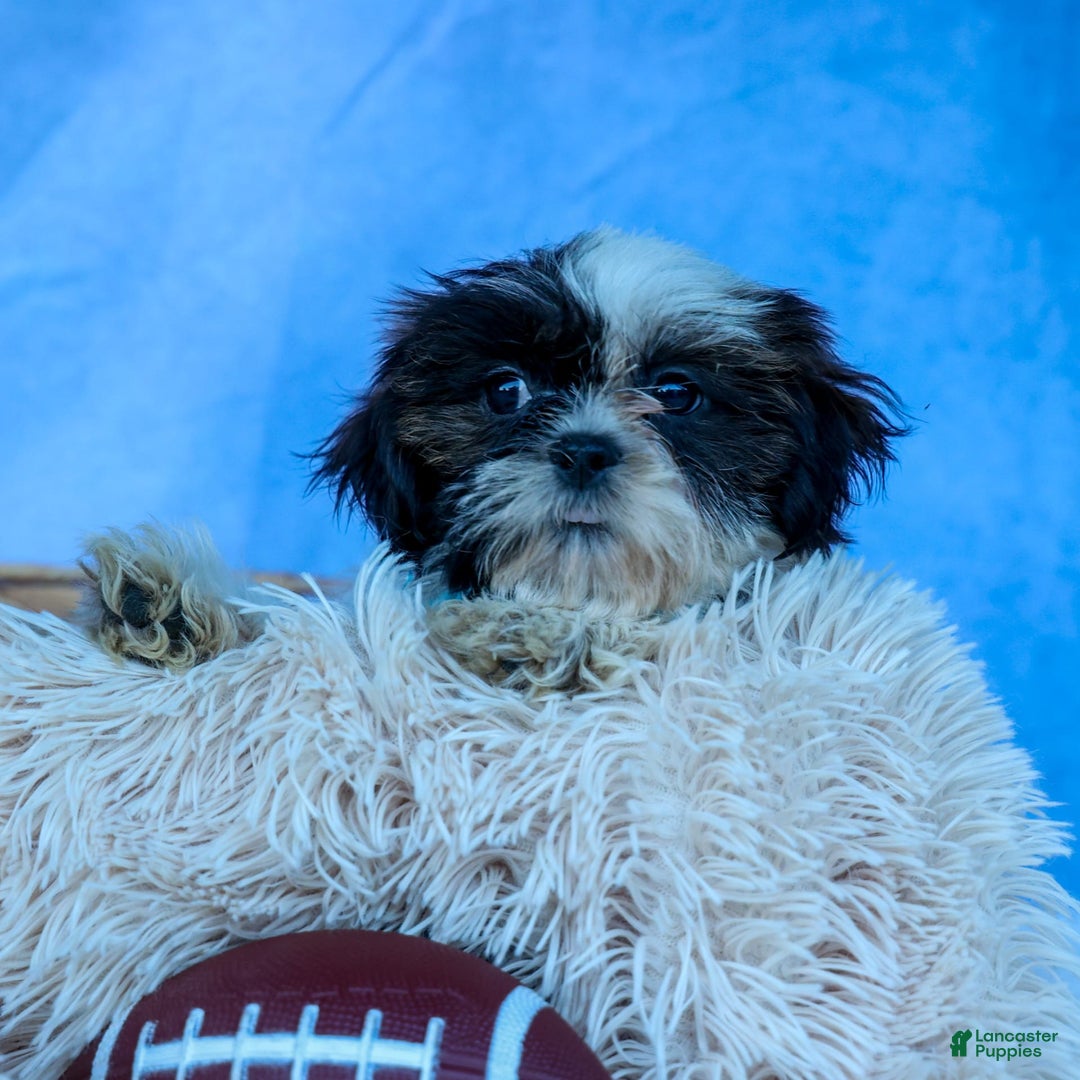 Shih Tzu dogs for sale: Brody - Image 11