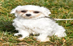 Maltese dogs for sale: Theo - Image 9