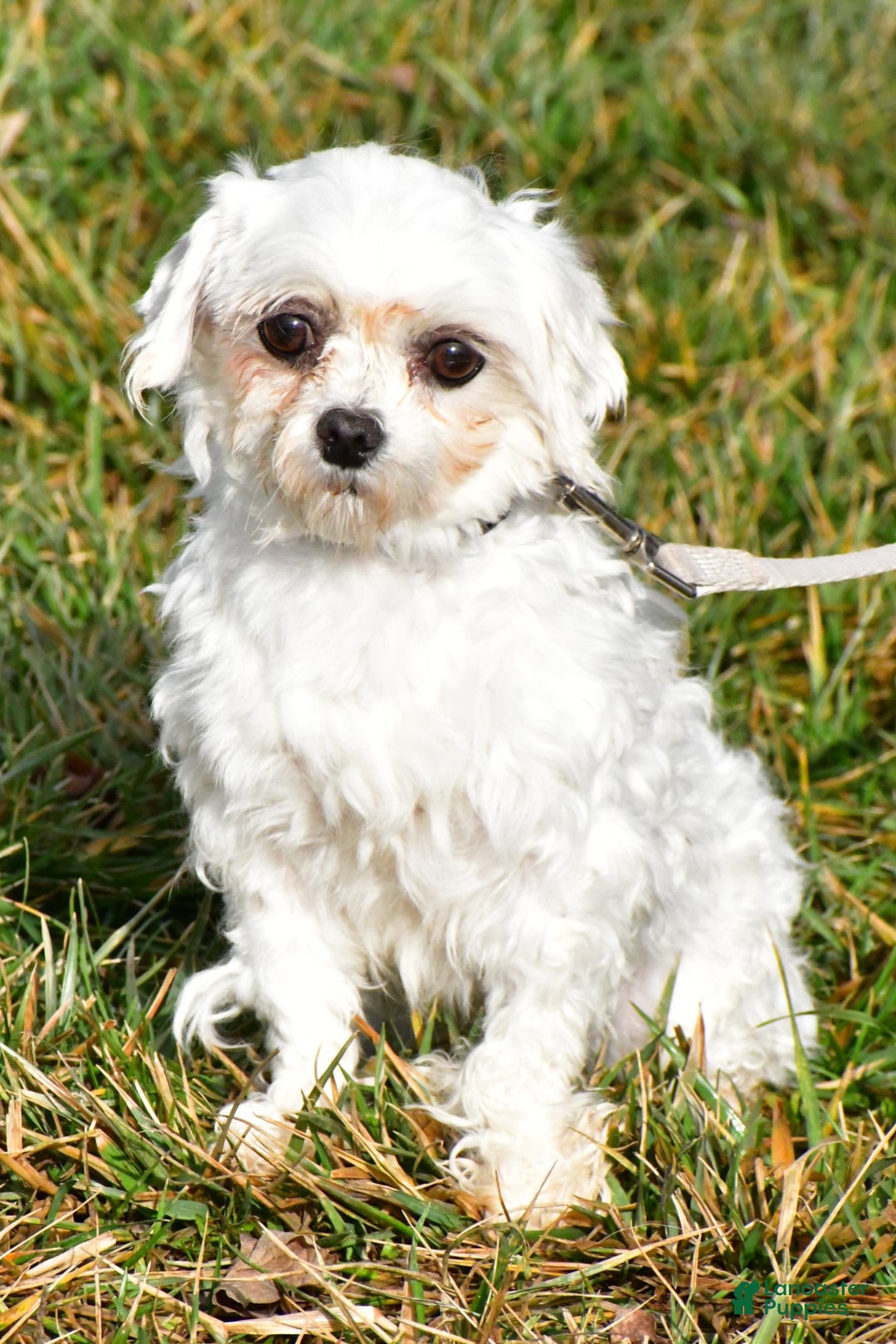 Maltese dogs for sale: Theo - Image 9