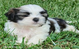 Shih Tzu dogs for sale: Carter - Image 5